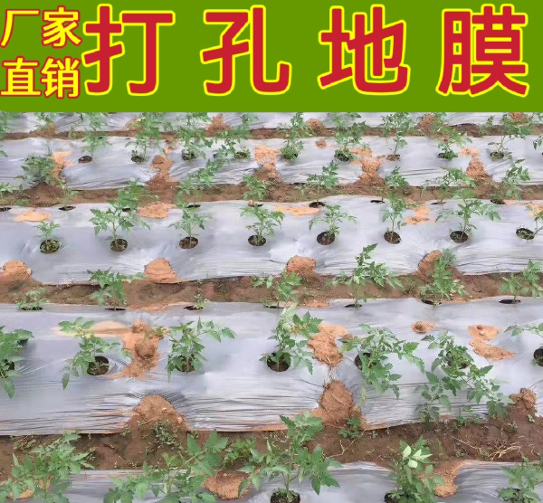 厂家直销打孔地膜、黑地膜打孔，银黑地膜打孔，白地膜打孔地膜
